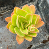 Echeveria 'Golden Glow'