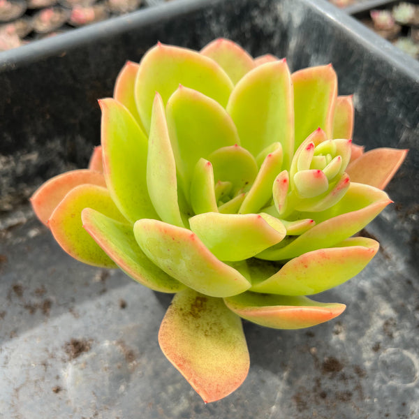 succulent golden glow Echeveria 'Golden Glow' – LET LOVE GROW (Succulent & Cactus)
