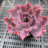 Echeveria 'Neon Breakers'