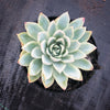 Echeveria 'Violet Queen'