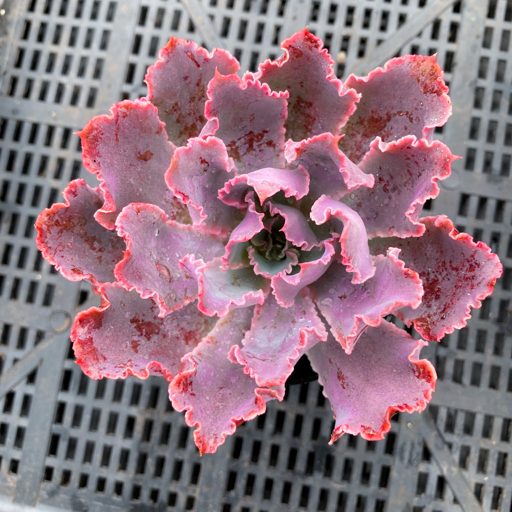 Echeveria 'Neon Breakers'