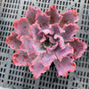 Echeveria 'Neon Breakers'