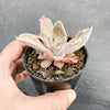 Echeveria 'Shaviana'
