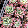 Echeveria agavoides 'Blue moon'