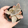 Echeveria 'Shaviana'