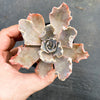 Echeveria 'Shaviana'