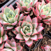 Echeveria agavoides 'Blue moon'