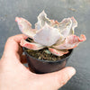 Echeveria 'Shaviana'