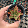 Echeveria 'Salsa Verde'