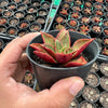 Echeveria 'Salsa Verde'