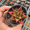 Echeveria 'Salsa Verde'