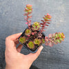 Sedum spurium 'Dragon's Blood'