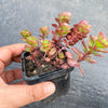 Sedum spurium 'Dragon's Blood'