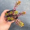 Sedum spurium 'Dragon's Blood'