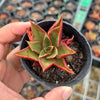 Echeveria 'Salsa Verde'
