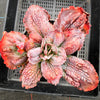Echeveria 'Bumps' (Bump leaf )