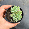 Echeveria amoena