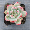 Echeveria colorata f. lindsayana