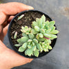 Echeveria amoena