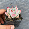 Echeveria colorata f. lindsayana