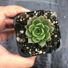 Echeveria purpusorum 'Shamrock'