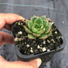 Echeveria purpusorum 'Shamrock'