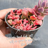 Sinocrassula indica (CLUSTER)