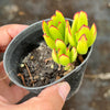 Cotyledon Elisae