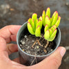 Cotyledon Elisae