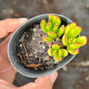 Cotyledon Elisae