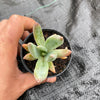 xPachyveria 'Bea'