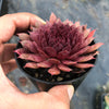 Sempervivum 'Royal Ruby' (NO PUP)