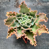 Echeveria 'Blue Waves'