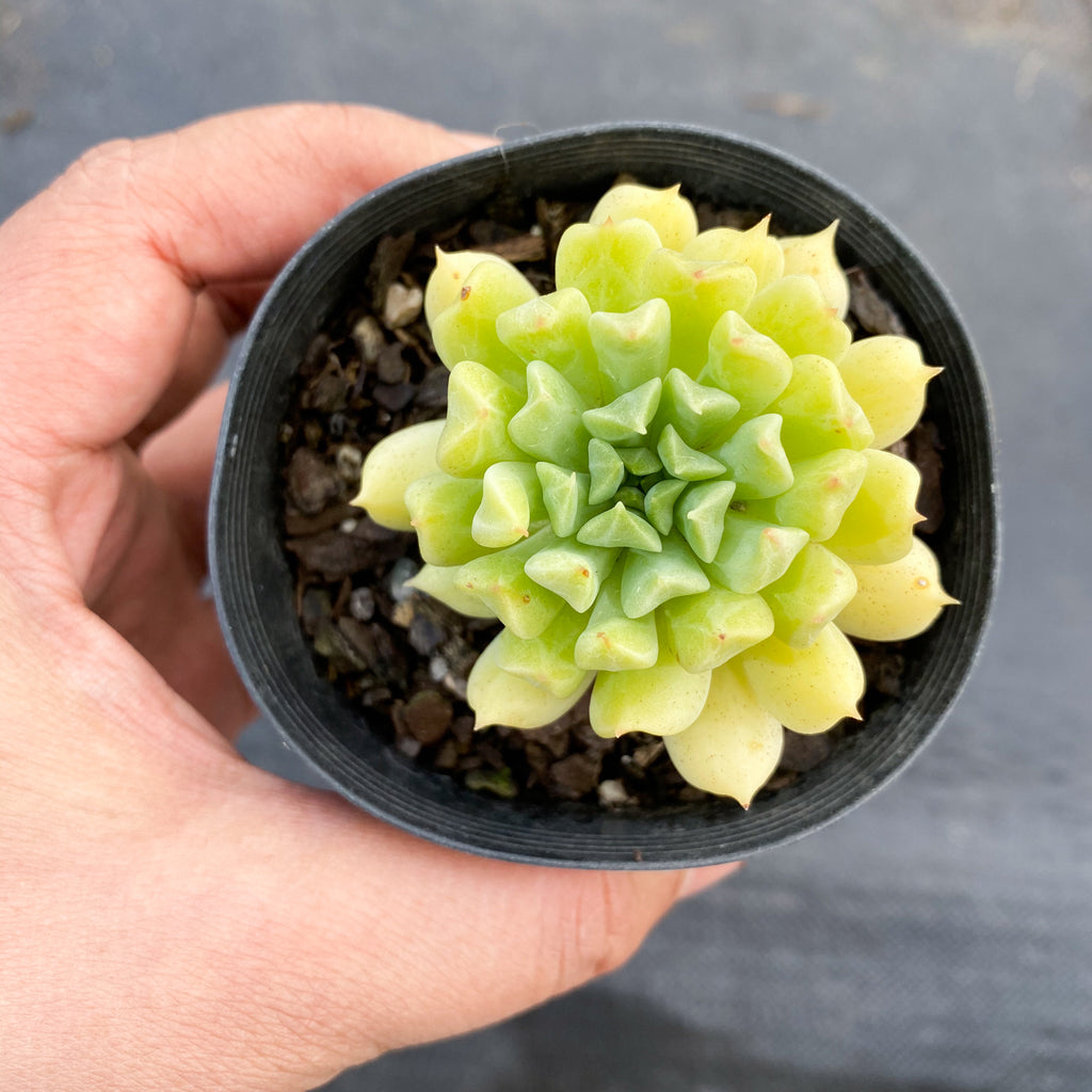 Echeveria 'Irish mint'
