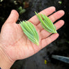 Senecio talinoides ssp. cylindricus (1x CUTTING)