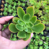 Echeveria 'Candy' (1 x CUTTING)