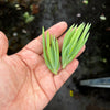 Senecio talinoides ssp. cylindricus (1x CUTTING)