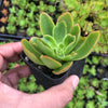 Echeveria 'Candy' (1 x CUTTING)