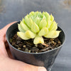 Echeveria 'Irish mint'