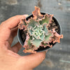 Echeveria 'Blue Waves'