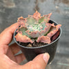 Echeveria 'Blue Waves'