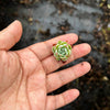 Echeveria secunda 'Glauca' (1 x CUTTING)