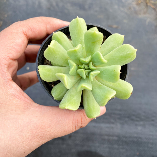 irish mint succulent Echeveria 'Irish mint' – LET LOVE GROW (Succulent & Cactus)