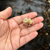 Echeveria secunda 'Glauca' (1 x CUTTING)