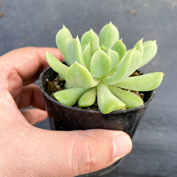 irish mint succulent Echeveria 'Irish mint' – LET LOVE GROW (Succulent & Cactus)