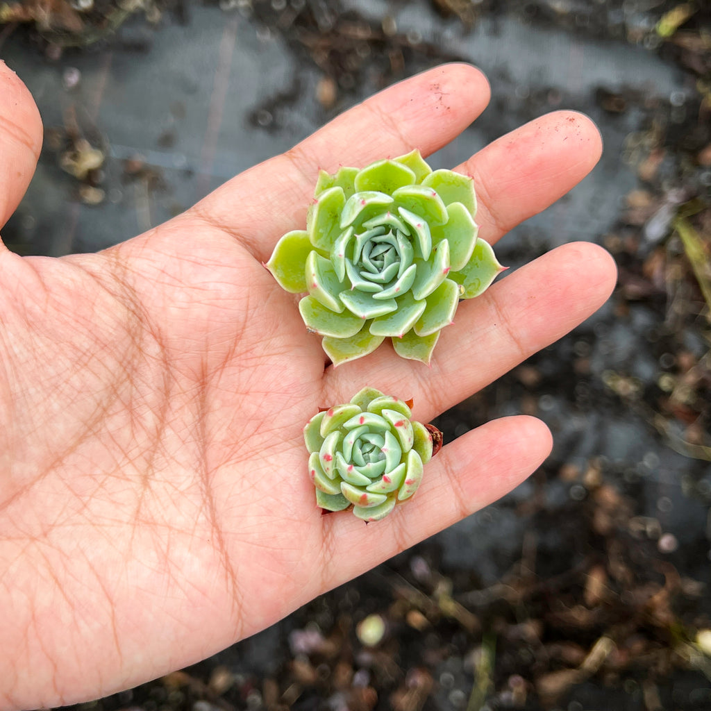Echeveria secunda 'Glauca' (1 x CUTTING)