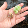 Echeveria secunda 'Glauca' (1 x CUTTING)