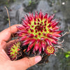 Sempervivum 'Pittoni'