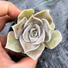 Echeveria Subalpinum