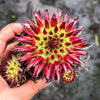Sempervivum 'Pittoni'